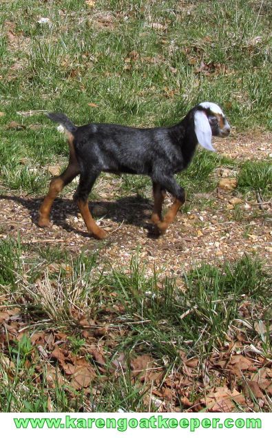 Only a couple of weeks old, this Nubian goat kid bravely marches out after her mother to the pasture for the afternoon. Nubian Goats, Nubian Goat, Goat Kidding, Animal References, Goat Farming, Nice Pictures, Baby Goats, Special Friend, Country Living