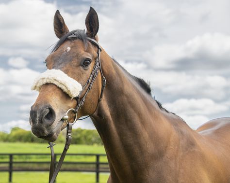 New owners of off-track Thoroughbreds have many questions — from when to restart them to how to balance their diets. Fortunately, Horse Nation contributor Christine Olsen has plenty of experience with OTTBs and is here to help. Ottb Horses, Charlotte Dujardin, Record Holder, Horse World, Equestrian Sports, Show Jumping, Horse Stuff, Sandbox, Thoroughbred