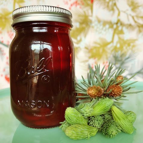 Pine Tips Recipes, Spruce Syrup, Spruce Tip Syrup, Pine Syrup, Spruce Tips, Citrus Desserts, Wild Food Foraging, Foraging Recipes, Corned Beef Recipes