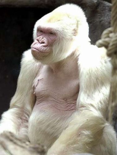 Albino Gorilla, White Monkey, Dian Fossey, Western Lowland Gorilla, Albino Animals, Wild Kingdom, Great Ape, Unusual Animals, Rare Animals