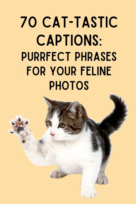 Are you a cat lover wanting to add some charm to your Instagram feed with purr-fect captions? You've come to the right place! We've gathered a collection of the funniest, most adorable, and heartwarming cat quotes to make your Instagram posts pop. Cats Instagram Captions, Cat Mom Captions Instagram, Kitten Quotes Cute, Funny Cat Quotes Humor, Orange Cat Quotes, Pet Captions Instagram Cat, Cat Captions Instagram Posts, Kitten Captions For Instagram, Funny Cat Sayings Humor