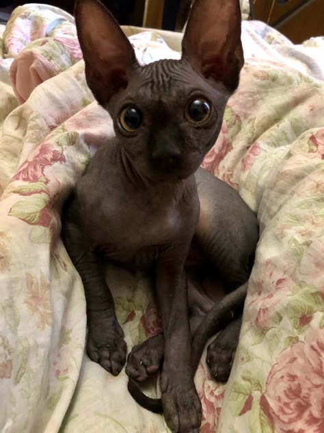 Black Sphynx Cat Aesthetic, Sphynx Cat Aesthetic, Black Sphynx Cat, Cute Hairless Cat, Sphinx Cats, Hairless Cats, Silly Kitties, Sphinx Cat, Dream Pet