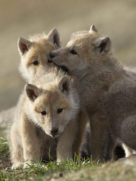 BBC Two - Snow Wolf Family and Me - Pups Winter Wallpaper Hd, Wolf Family, Snow Wolf, Arctic Wolf, Wolf Pup, Wolf Love, Wolf Pictures, Beautiful Wolves, Rare Animals