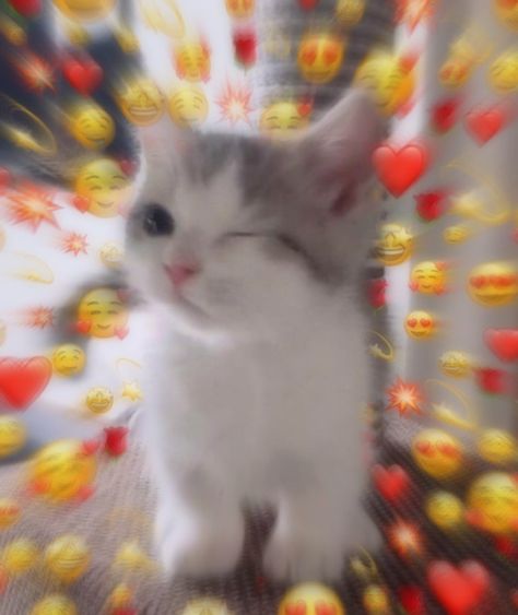 Cat Winking Pfp, Cat Hearts Reaction, Cute Animals With Hearts, Cutie Pics Aesthetic, Cute Cats With Heart Emojis, Cute Cat Heart Emoji, Heart Memes Love Cat, Cat With Hearts Emojis, Cat Reaction Pic Heart