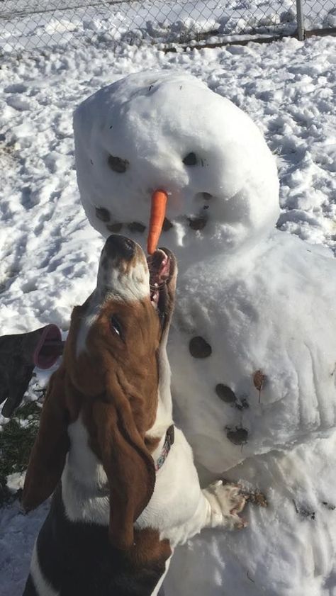 h ttp://local.sunnyvolcano.com/bassethound Basset Hound Funny, Staffordshire Bull Terriers, Basset Dog, Basset Puppies, Hound Dogs, Shih Tzu Funny, Basset Hound Puppy, Hound Puppies, Reactive Dog