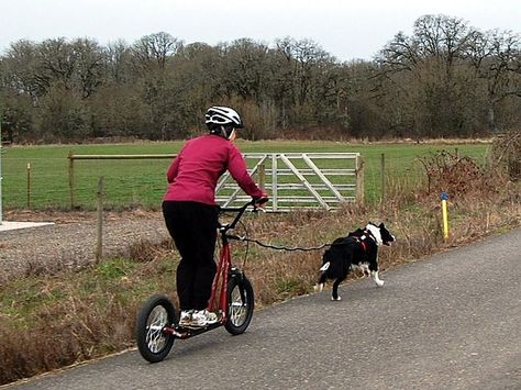 Dog Sled, Racing Harness, Pull Cart, Dry Land, Multiple Dogs, Dog Fence, Best Dog Breeds, Dog Agility, Sporting Dogs