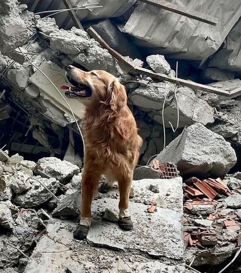 OldTimesRadio on Instagram: "Search & Rescue dogs from all over the world are in #Turkey and #Syria working endlessly to find people, thousands of people have been rescued and people are still being rescued today after 6 days since the #earthquake 📸: @kein #Animallovers" Turkey And Syria, Old Golden Retriever, Search And Rescue Dogs, Girls Cuddling, Classy Lifestyle, Happy Cow, Rescue Dog, Dog Beach, Find People