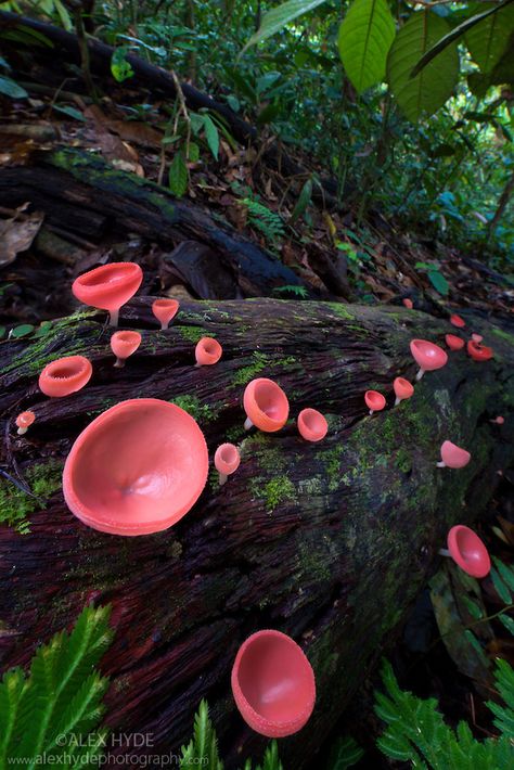 Cup Fungi (Cookenia sp.) growing on decaying log ~ © Alex Hyde Lichen Moss, Mushroom Pictures, Mini Terrarium, Plant Fungus, Mushroom Fungi, Wild Mushrooms, In The Forest, Plant Life, In The Woods