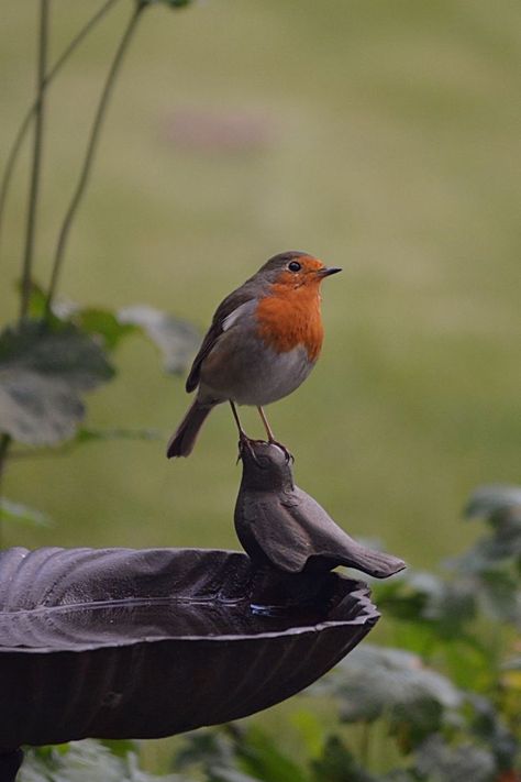 Raindrops And Roses, European Robin, Robin Bird, Kinds Of Birds, Bird Watcher, All Birds, Pretty Birds, Colorful Birds, Bird Garden