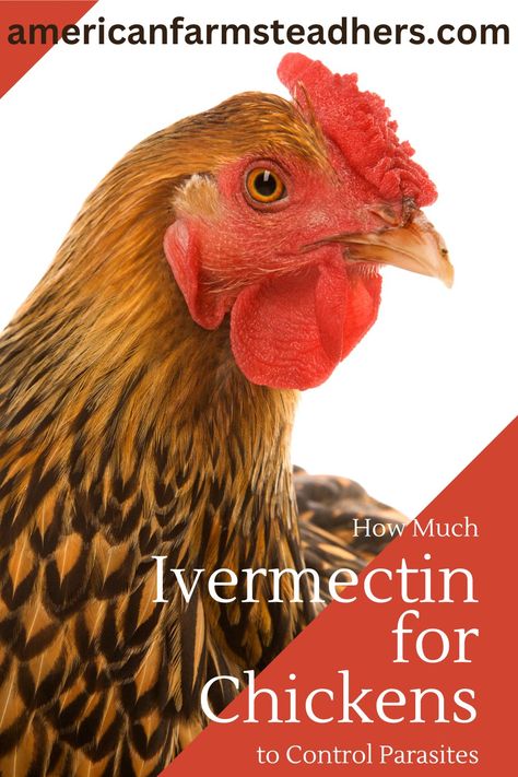 Oh no, you've discovered a problem in your chicken coop, and you need to know how much Ivermectin for chickens is needed to control parasites. Chicken Parasites, Vent Gleet In Chickens, Diatomaceous Earth For Chickens, How To Raise Mealworms For Chickens, Chicken Diseases And Symptoms, Chicken Coop, Coop, Need To Know, Chicken