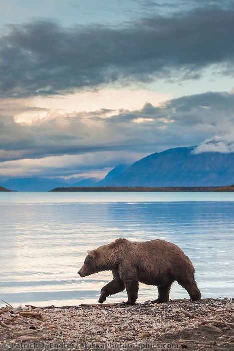 Bear Profile, Alaskan Bear, Alaskan Wildlife, Lake Animals, Bear Walking, Bear Fishing, Alphabet Animals, Alaska Wildlife, Katmai National Park