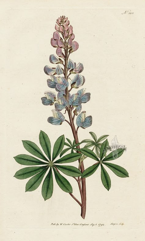 Lupinus Perennis. Perennial Lupine. from William Curtis Botanical Magazine 1st Edition Prints Vol 1-6 1787 Texas Bluebonnets Art, Bluebonnet Art, Plant Sketches, Lupine Flowers, Vintage Botanical Prints, Scientific Illustration, Texas State, Botanical Drawings, Plant Illustration