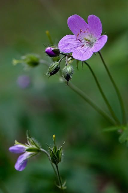 Cranesbill Geranium, Wild Geranium, Flowers Tea, Faeries Gardens, Purple Garden, Blue Garden, Native Garden, Wild Plants, Flower Tea