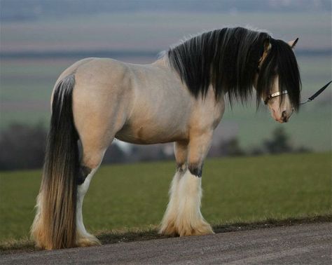 Here is the rare champagne buckskin Gypsy Vanner, Taskin This ... Cob Horse, Clydesdale Horses, Big Horses, Most Beautiful Horses, Appaloosa Horses, Majestic Horse, Beautiful Horse, All The Pretty Horses, Horse Crazy