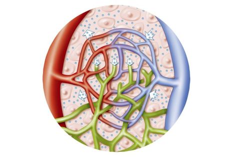 How Lymphatic Vessels Prevent Edema: Lymphatic Vessels Infection Control, Body Anatomy, Anatomy And Physiology, Anatomy