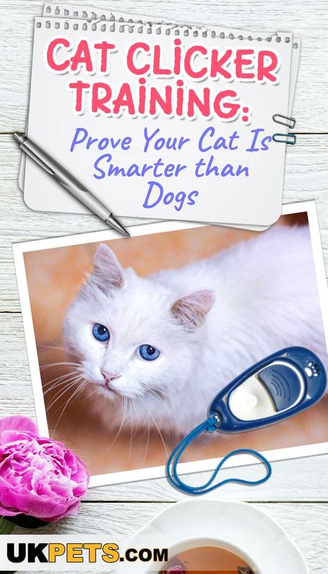 Have you ever heard of clicker-training a cat? This method is popular for dogs, but it works well for cats too! How exactly? #cat clicker training #cat training Dog Clicker Training, Great Cat, Toilet Training, Cat Training, Cat Behavior, Pet Training, Happy Cat, Cat Care, Buy A Cat