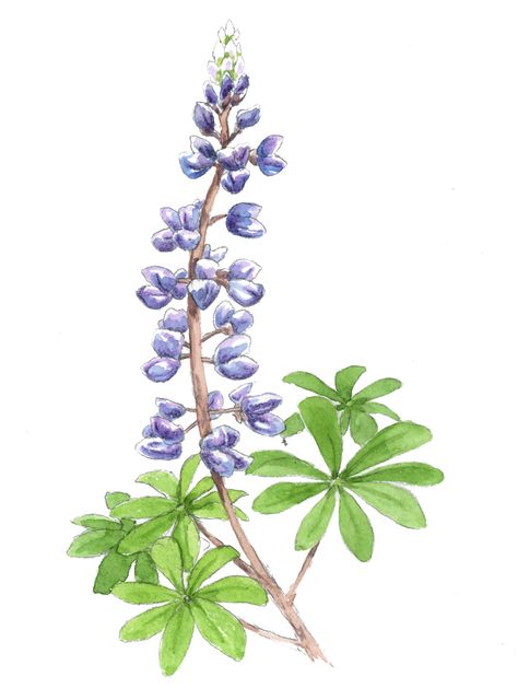 Wild Lupine - Maine Native Plants Newfoundland Flowers, Wild Lupine, Lupine Flowers, Sand Textures, Plant Images, Native Garden, How To Attract Hummingbirds, Beneficial Insects, Types Of Soil