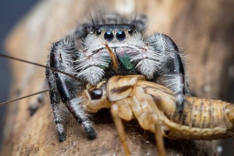 Spider Eating, Spider Species, Jumping Spiders, Widow Spider, Spider Mites, Jumping Spider, Focus Photography, Arachnids, Bugs And Insects