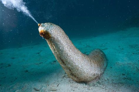 A two-foot-long sea cucumber, kin to sea stars, shoots thousands of ova into the current to spawn en masse. PHOTOGRAPH BY DAVID DOUBILET, NAT GEO IMAGE COLLECTION Scary Fish, Underwater Wedding, Sea Cucumber, Scary Facts, Cool Fish, Amazing Nature Photography, Freedom Design, Underwater Life, Ocean Wallpaper