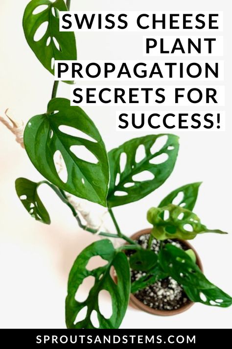 Propagate Monstera, Propagating Swiss Cheese Plant, Swiss Cheese Plant Care, How To Propagate Swiss Cheese Plant, Propagate Swiss Cheese Plant, Swiss Cheese Plant Propagation, Monstera Adansonii Propagation, How To Propagate Monstera Adansonii, Swiss Cheese Monstera Care