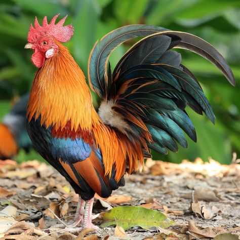 Cool Looking Chickens, Photos Of Chickens, Chicken Reference Photo, Chicken Animal Photography, Rooster Reference, Rooster Aesthetic, Imprimibles Jurassic Park, Pictures Of Farm Animals, Rooster Photography