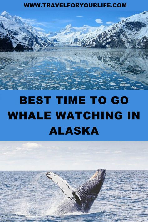 Whale Watching Alaska, Alaskan Cruises, Alaska Travel Cruise, Glacier Bay Alaska, Alaska Cruise Tips, Alaska Summer, Whale Watching Cruise, Travel Alaska, Gulf Of Alaska