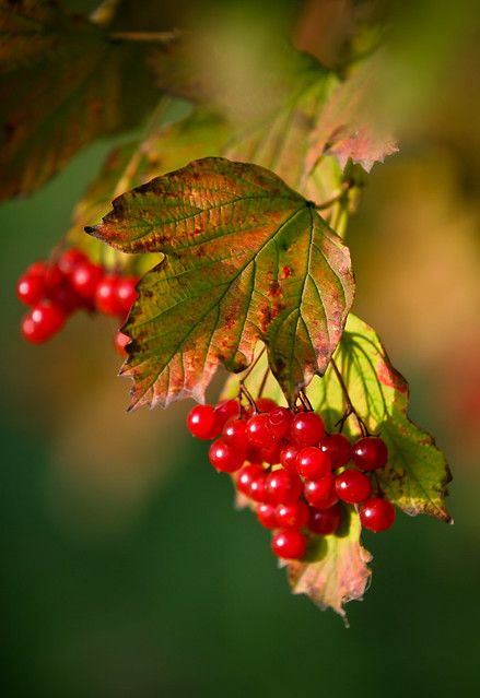 Autumn Landscape Photography, Blonde Autumn, Gardens Ideas Backyard, Backyard Garden Ideas, Garden Ideas Backyard, Gardens Ideas, Backyard Gardening, Fall Fruits, Fruit Photography