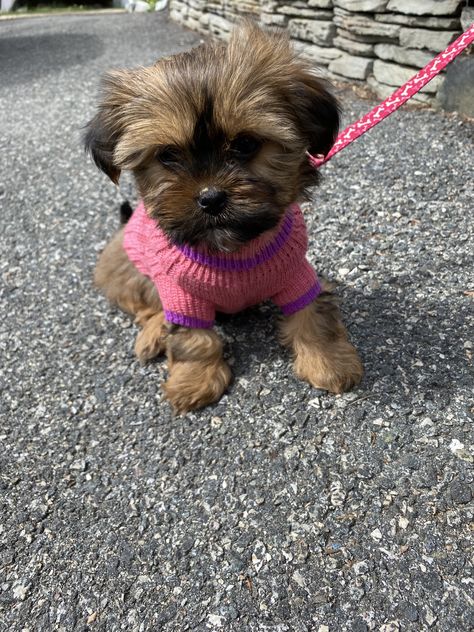 Shih tzu yorkie cute dog baby pink sweater pink leash Yorkie Shih Tzu Mix Puppies, Shih Tzu Yorkie Mix Dogs, Black Yorkie Poo, Yorkie Shih Tzu Mix, Shitzu Poodle Mix, Shitzu Poodle, Brown Shih Tzu, Poodle Mix Puppies, Yorkie Mix