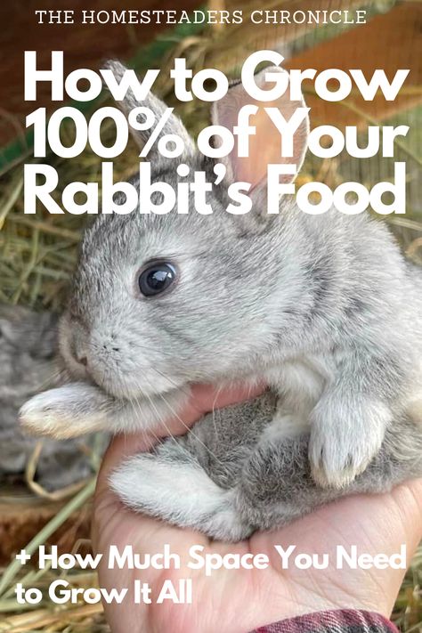 How to Grow Rabbit Feed on Your Homestead - The Homesteader's Chronicle How To Cook Rabbit, Rabbit Feed, Raising Meat Chickens, Fiber Animals, Raising Rabbits For Meat, Rabbit Diy, Rabbit Season, Making Yarn, Outdoor Rabbit Hutch