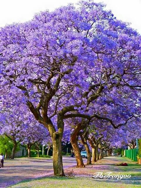 Jacaranda Mimosifolia, Weird Trees, Jacaranda Tree, Street Trees, Ornamental Trees, Unique Trees, Colorful Trees, Nature Tree, Pretoria