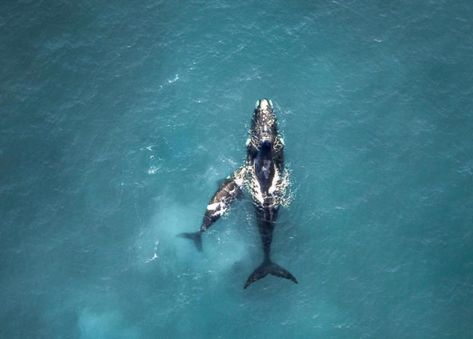 Whale Top View, South Africa Itinerary, Africa Itinerary, Vancouver Island Canada, Africa Trip, Emirates Airline, Christchurch New Zealand, London Pubs, Seaside Town