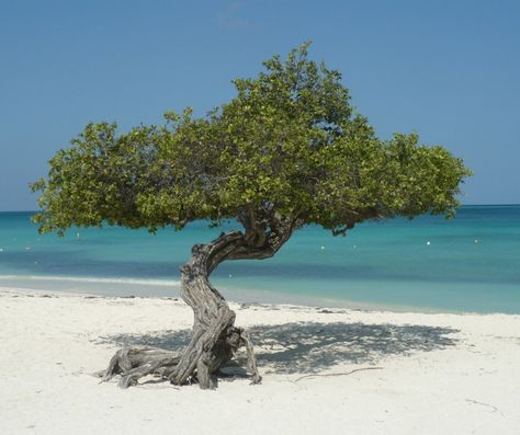 🌳 Did you know? The Divi Divi and Fofoti trees in Aruba always points southwest due to constant trade winds! 🌬️ These iconic trees are a natural compass for travelers exploring the island! Fofoti trees grow on the beach while the Divi Divi tree grows across the island, sprucing straight from the dirt.🏝️ #PackYourBagsAndCarryOn #ArubaFacts #NatureTrivia #DiviDiviMagic Divi Divi Tree, Growing Tree, Aruba, Trivia, Compass, Did You Know, The Beach, Trees, Travel