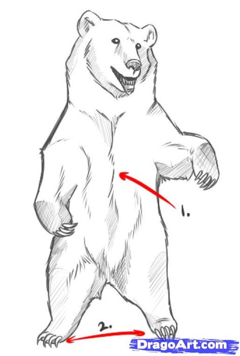 bear standing up drawing - Google Search Polar Bear Drawing Step By Step, How To Draw Bears, How To Draw Bear, Grizzly Bear Drawing, Draw Bear, Polar Bear Drawing, Bear Standing, Bear Species, Cartoon Drawing Tutorial