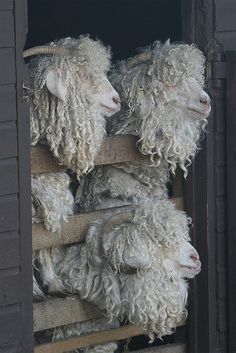 Angora goats ready for their 6 monthly shearing. [ Poor babies need barrettes for their bangs. Tom and I are both in love with them. ki ]