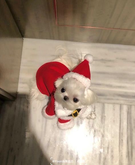 Christmas Dog Pfp, Christmas Dogs Aesthetic, Dog Christmas Aesthetic, Cute Christmas Puppy Pictures, Dog With Christmas Hat, Preppy Christmas, Christmas Vibes, Cutest Thing Ever, Happy Animals