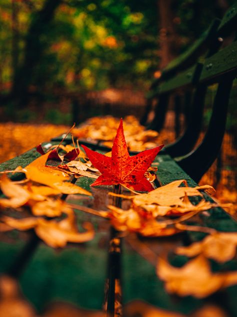 October Pictures Fall, Pretty Fall Wallpapers, Fall Asthetics, Beautiful Fall Pictures, Fall Esthetic, November Photos, Fall Leaves Background, Magical Autumn, Fall Photography Nature