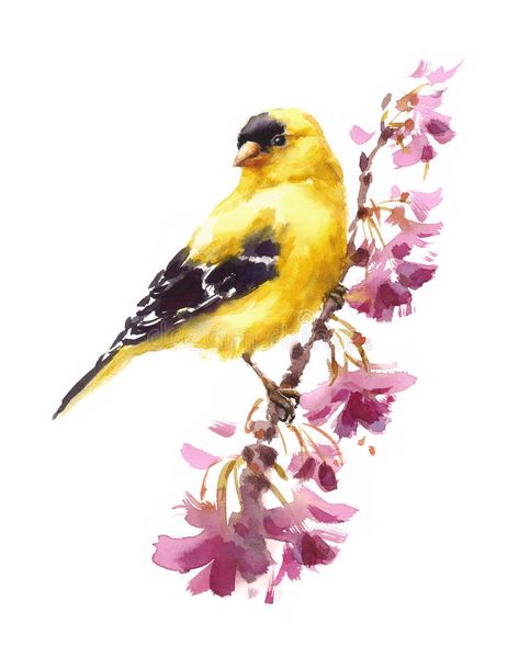 Photo about Hand painted Watercolor illustration of American Goldfinch Bird on the branch with flowers on white background. Illustration of design, background, blue - 81499199 Goldfinch Bird, Branch With Flowers, Bird Watercolor Art, American Goldfinch, Bird Watercolor Paintings, Watercolor Birds, Autumn Illustration, Greeting Card Illustration, Cat Air