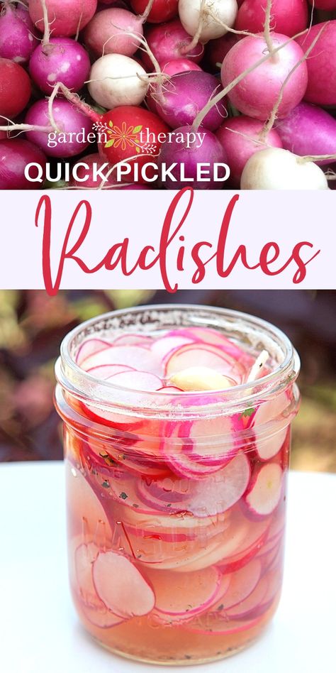 Quick Pickled Radishes, Pickled Vegetables Recipe, Quick Pickled, Radish Recipes, Pickled Radishes, Fermentation Recipes, Pickled Veggies, Pickled Vegetables, Diet Vegetarian