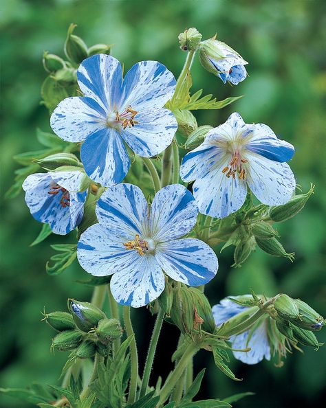 WANT! Blue/white hardy geranium "Splish splash". Blå/vit pelargon Geranium Pratense, Cranesbill Geranium, Hardy Geranium, Blue Plants, Blue Garden, Airbrush Art, Splish Splash, Perennial Plants, Types Of Flowers