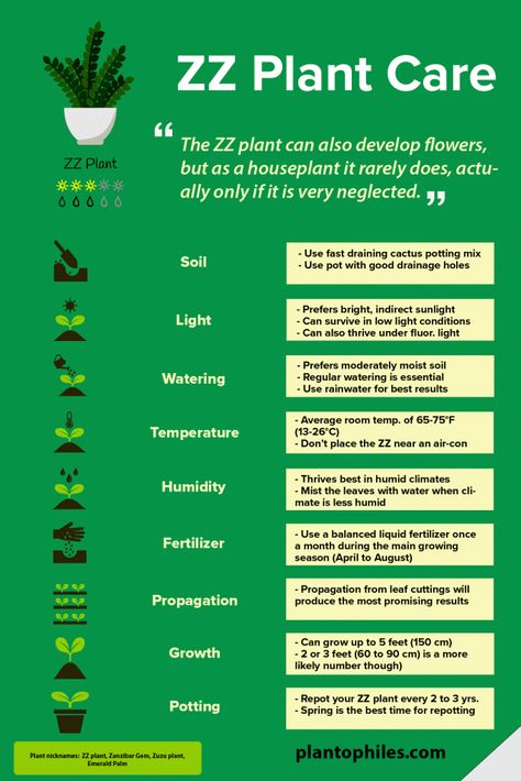 ZZ Plant Care Infographic #plantcare #zzplant #plantophiles via @plantophiles Zz Plant Care, Pothos Plant Care, Plant Care Guide, Begonia Maculata, Plant Care Instructions, Zebra Plant, نباتات منزلية, Plant Care Houseplant, Golden Pothos