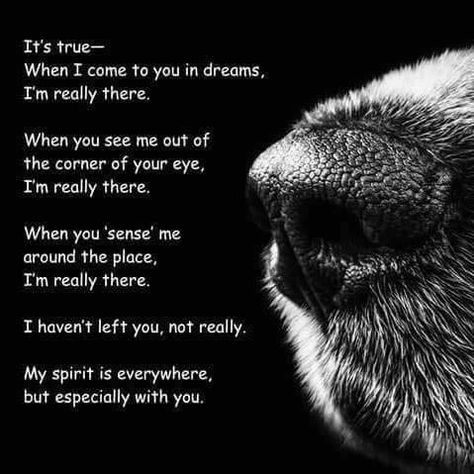 Dogs Quotes, Dog Poems, Pet Remembrance, 강아지 그림, Airedale Terrier, Pet Loss, Animal Quotes, Dog Quotes, Siberian Husky