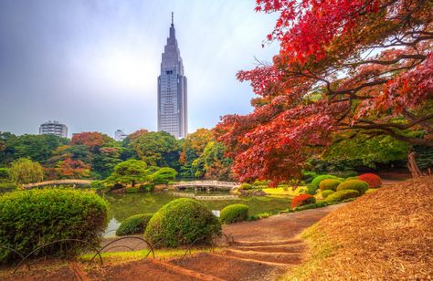 Shinjuku Gyoen National Garden, Gokayama, Japan Honeymoon, Greenery Day, Shinjuku Gyoen, Yakushima, Yoyogi Park, Traditional Japanese Architecture, Shinjuku Tokyo