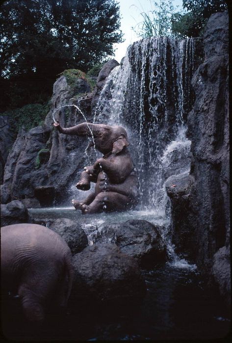 Elephant Fountain, Elephant Sleeve, Elephant Art Drawing, Elephant Aesthetic, Magic Kingdom Orlando, Elephant Eating, Wild Water, Elephant Park, Elephant Photography