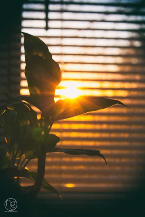 Indoor Plant ©Nora Graseck 2014  #photography #nature #indoor #plant #gardening #sunrise #blinds #home #inspiration #dawn #morning #beauty #sombre #calm #beauty Sunrise Lighting, Home Photography, Morning Sunrise, Lighting Home, Home Inspiration, Indoor Plant, Makati, Photography Nature, Indore