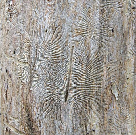 Bark Beetle, Nature Reference, Earth Texture, Ancient Drawings, Garden Mural, Tree Carving, Tattoo Flash Art, Flash Art, Tree Patterns