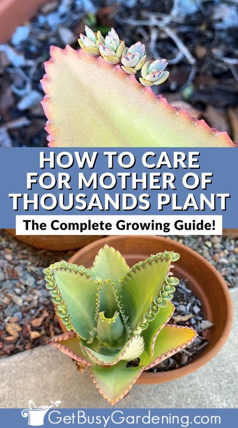 Mother Of Thousands Plant, Mexican Hat Plant, Soil Fertilizer, Apple Tree From Seed, Mother Of Thousands, Plant Care Guide, Mexican Hat, Succulent Garden Diy, Propagating Succulents