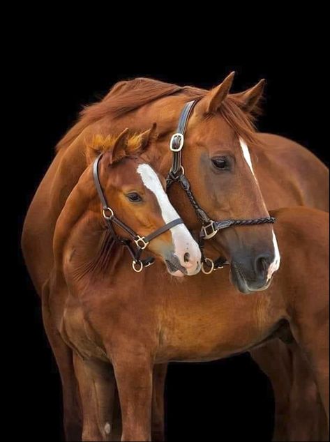 Beautiful Horse Pictures Amazing Photos, Black Background Photo, Zelda And Link, Face Markings, Chestnut Mare, Mare And Foal, Beautiful Horses Photography, Equine Portraits, Beautiful Horse Pictures