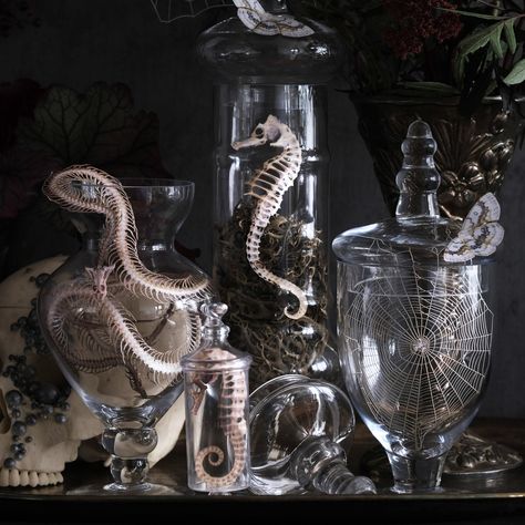 Halloween Apothecary Decor, Alchemy Potions, Spooky Apothecary, Sophisticated Halloween Decor, Paper Skeleton, Paper Snake, Cali House, Halloween Apothecary Jars, Sophisticated Halloween