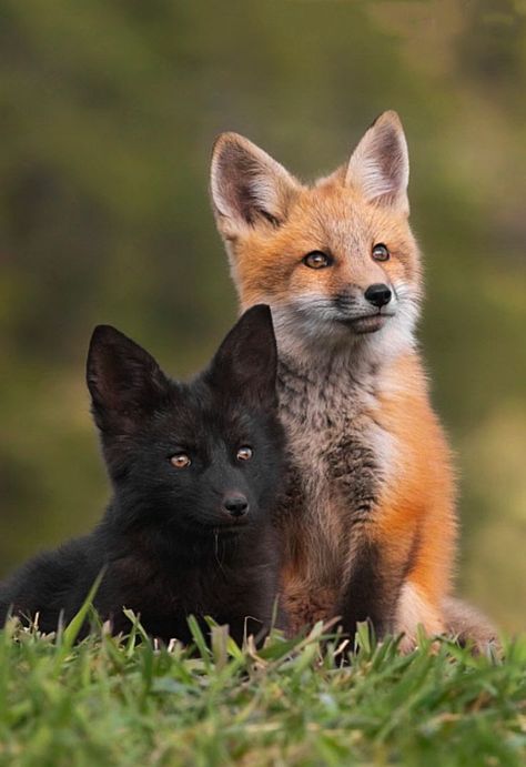 Red Fox Photography Beautiful, Red Fox Photography, Red Fox Aesthetic, Colorado Wildlife, Arctic Foxes, Baby Foxes, Two Foxes, Cute Foxes, Avatar Animals