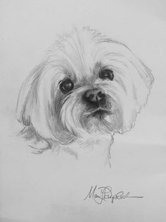 Puppy Drawing, Puppy Art, Dog Sketch, 강아지 그림, White Drawing, Maltese Puppy, Maltese Dogs, 5x7 Print, Pencil Art Drawings